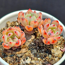 Load image into Gallery viewer, Echeveria Minima
