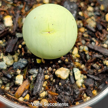 Load image into Gallery viewer, Conophytum Calculus
