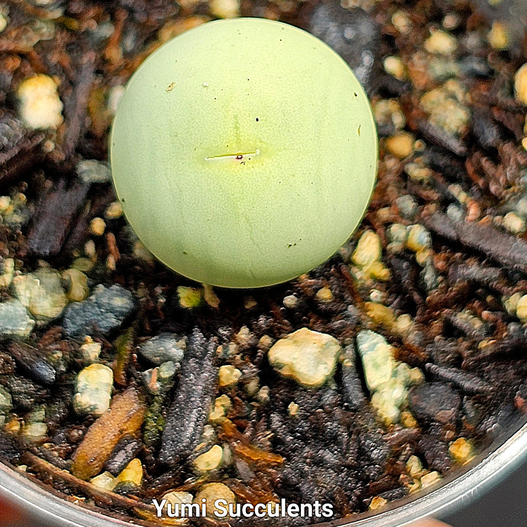 Conophytum Calculus