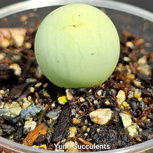 Load image into Gallery viewer, Conophytum Calculus
