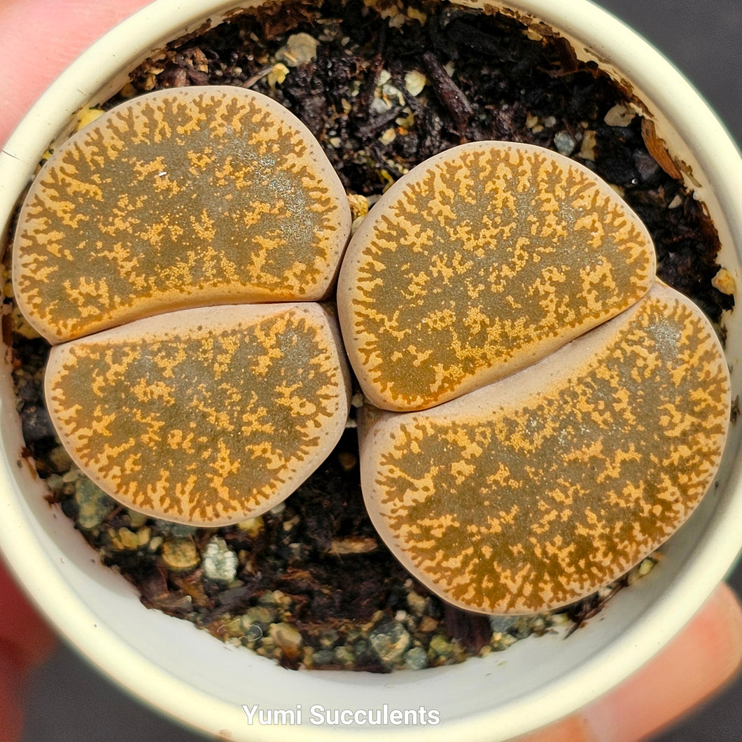 Lithops