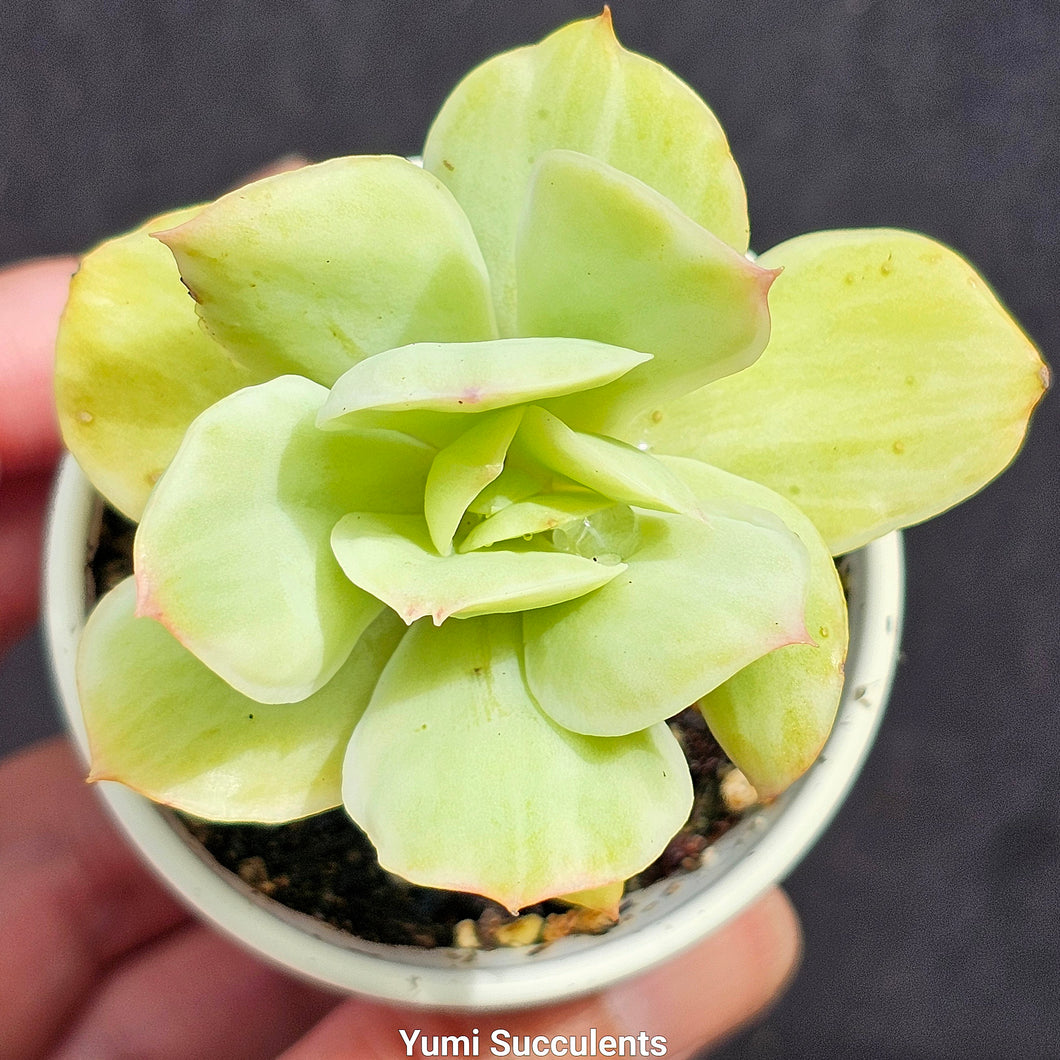 Echeveria Peach Pride Variegata