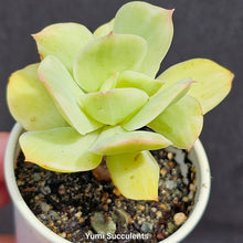 Load image into Gallery viewer, Echeveria Peach Pride Variegata
