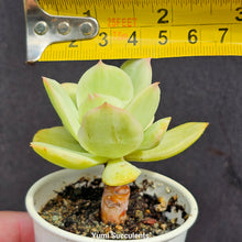 Load image into Gallery viewer, Echeveria Peach Pride Variegata
