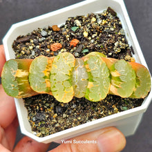 Load image into Gallery viewer, Haworthia Truncata Variegata
