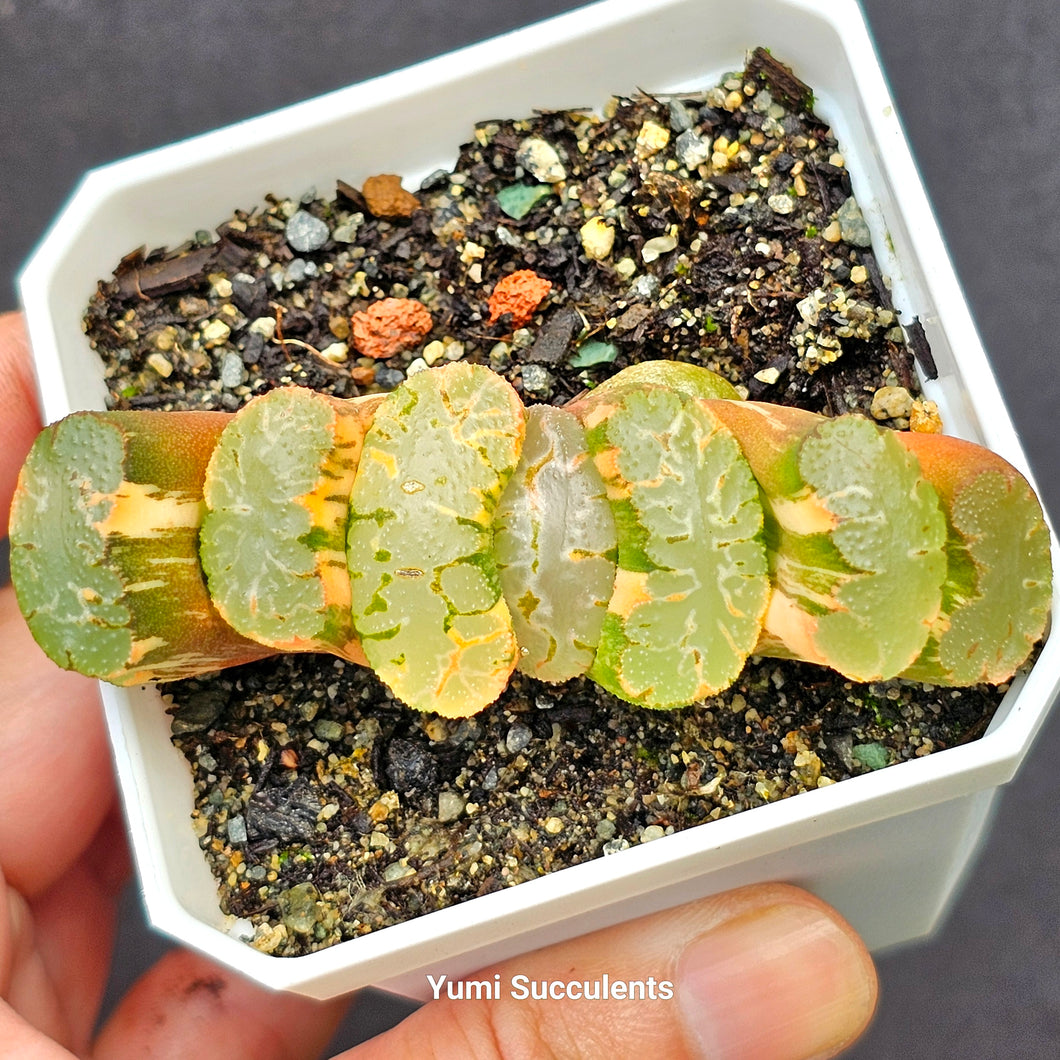 Haworthia Truncata Variegata