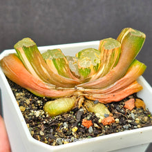 Load image into Gallery viewer, Haworthia Truncata Variegata
