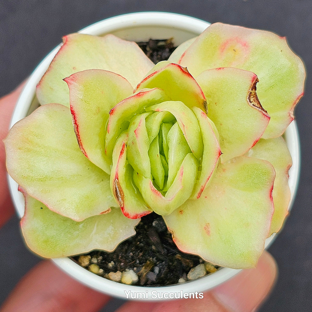 Echeveria Ice Rose