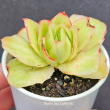 Load image into Gallery viewer, Echeveria Ice Rose
