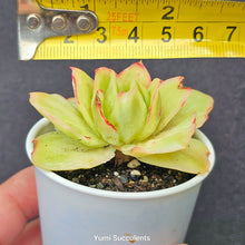 Load image into Gallery viewer, Echeveria Ice Rose
