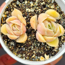 Load image into Gallery viewer, Echeveria Onslow
