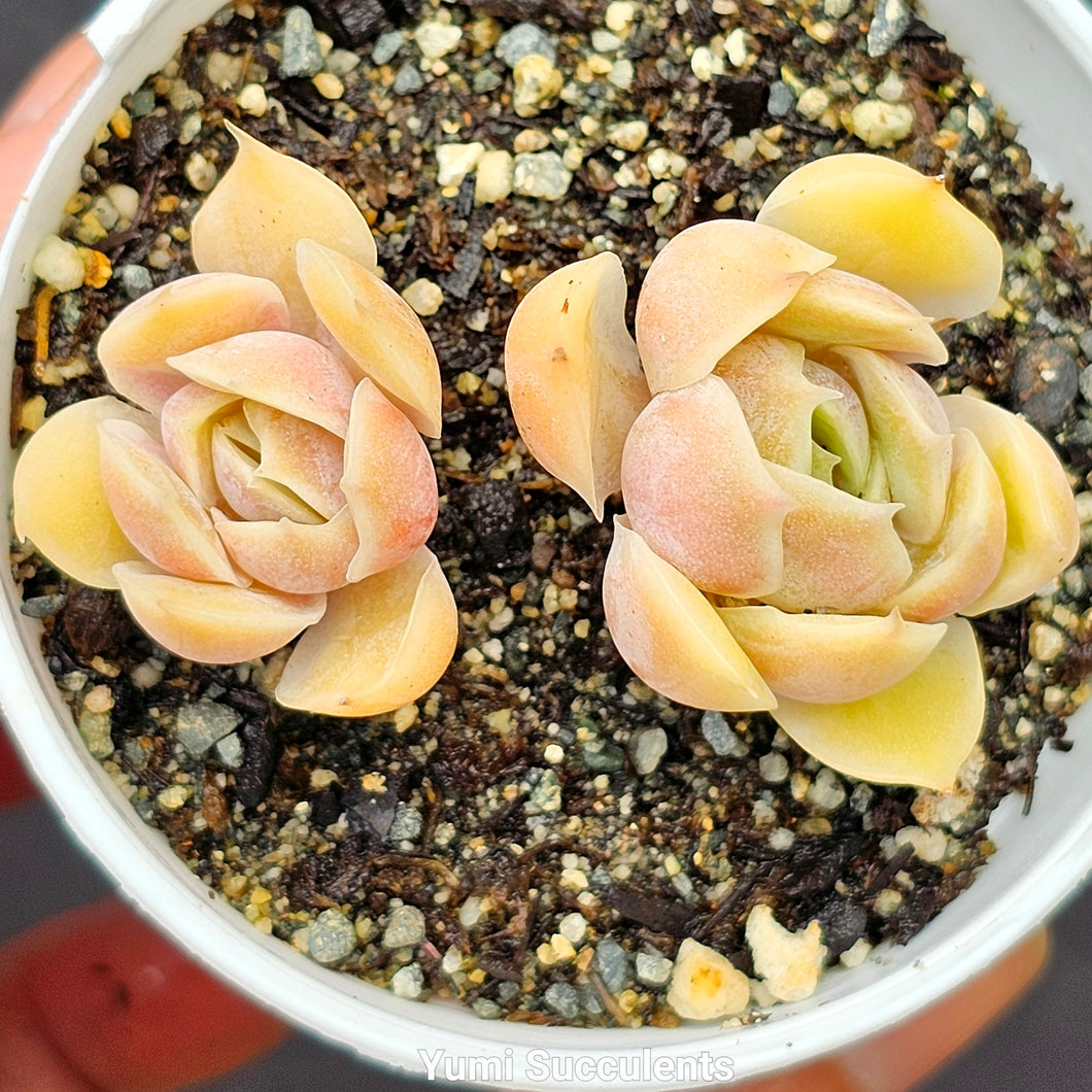 Echeveria Onslow