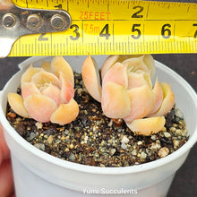 Load image into Gallery viewer, Echeveria Onslow
