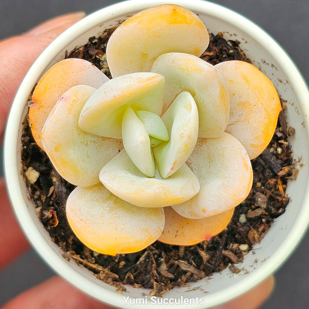 Echeveria Cream Tea