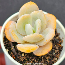 Load image into Gallery viewer, Echeveria Cream Tea
