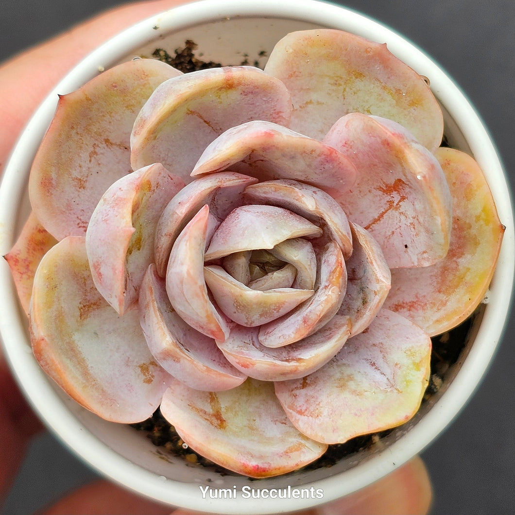 Echeveria Blue Surprise