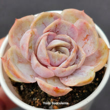 Load image into Gallery viewer, Echeveria Blue Surprise
