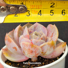 Load image into Gallery viewer, Echeveria Blue Surprise
