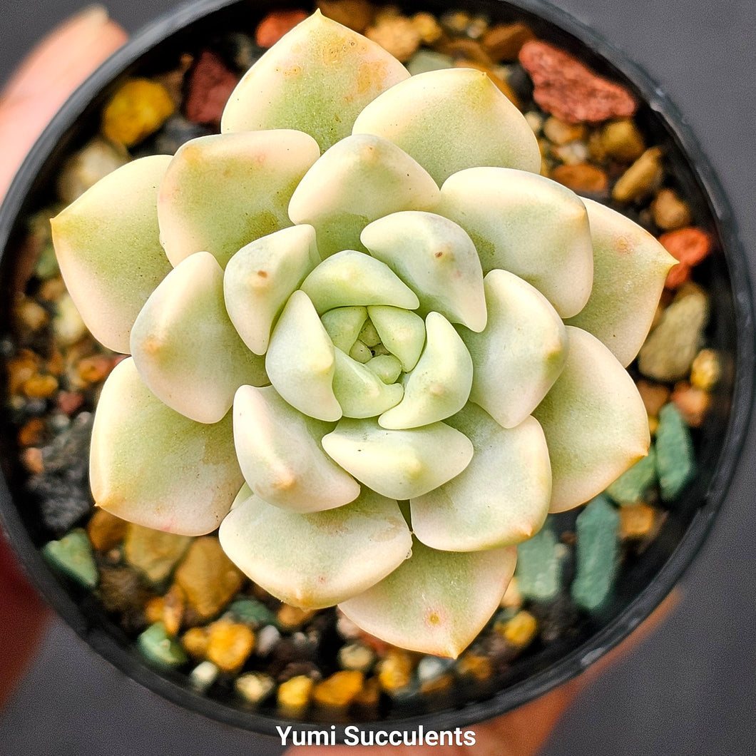 Echeveria Minibelle Variegata