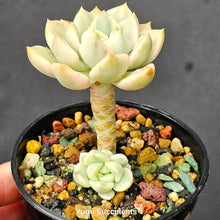 Load image into Gallery viewer, Echeveria Minibelle Variegata
