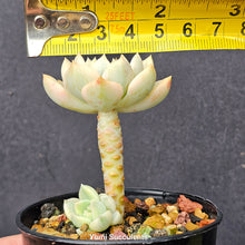 Load image into Gallery viewer, Echeveria Minibelle Variegata
