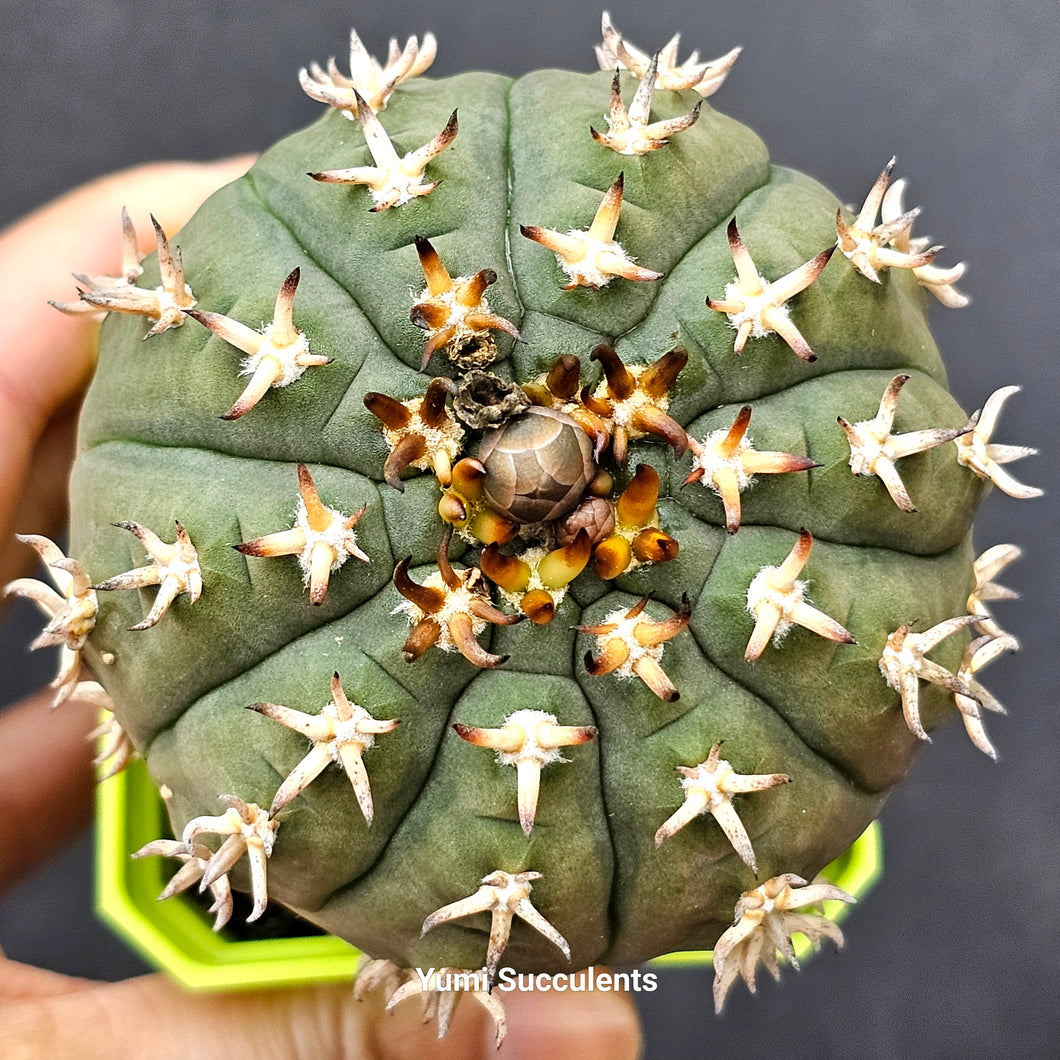 Gymnocalycium Spegazzinii V Unguispina