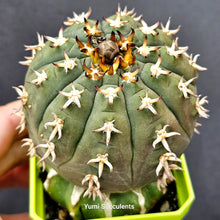 Load image into Gallery viewer, Gymnocalycium Spegazzinii V Unguispina
