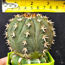 Load image into Gallery viewer, Gymnocalycium Spegazzinii V Unguispina
