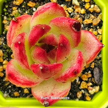 Load image into Gallery viewer, Echeveria Red Knight
