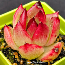 Load image into Gallery viewer, Echeveria Red Knight
