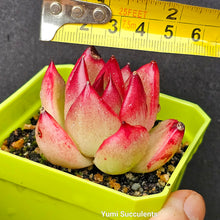 Load image into Gallery viewer, Echeveria Red Knight
