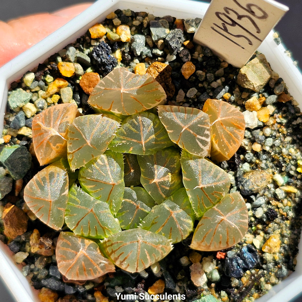 Haworthia Obtusa Variegata