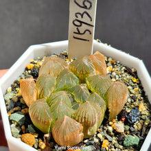 Load image into Gallery viewer, Haworthia Obtusa Variegata
