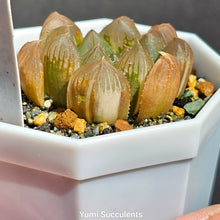 Load image into Gallery viewer, Haworthia Obtusa Variegata
