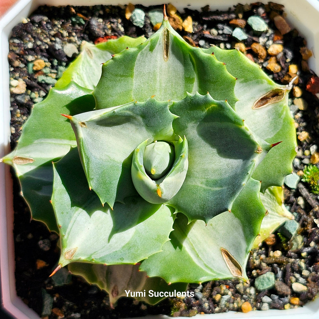 Agave Potatorum Var. Verschaffeltii