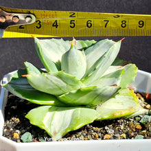 Load image into Gallery viewer, Agave Potatorum Var. Verschaffeltii
