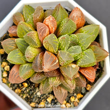 Load image into Gallery viewer, Haworthia Mirror Ball Variegata
