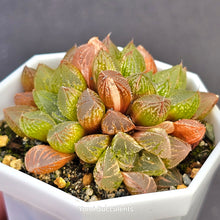 Load image into Gallery viewer, Haworthia Mirror Ball Variegata
