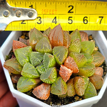 Load image into Gallery viewer, Haworthia Mirror Ball Variegata
