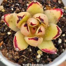 Load image into Gallery viewer, Echeveria Agavoides
