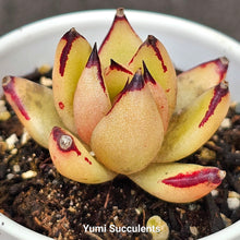 Load image into Gallery viewer, Echeveria Agavoides
