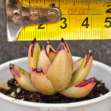 Load image into Gallery viewer, Echeveria Agavoides
