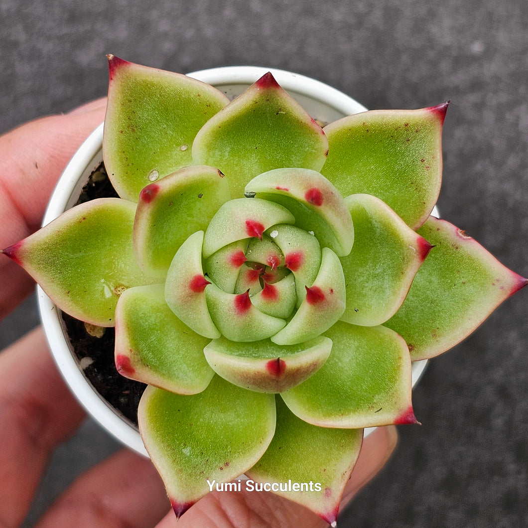 Echeveria Blue Dragon