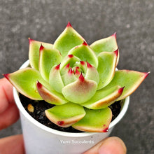 Load image into Gallery viewer, Echeveria Blue Dragon
