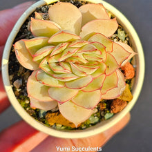 Load image into Gallery viewer, Echeveria Esther Crest
