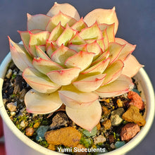 Load image into Gallery viewer, Echeveria Esther Crest
