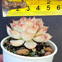 Load image into Gallery viewer, Echeveria Esther Crest
