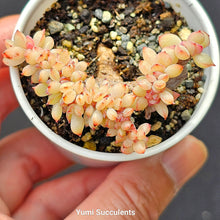 Load image into Gallery viewer, Echeveria Brave Crest
