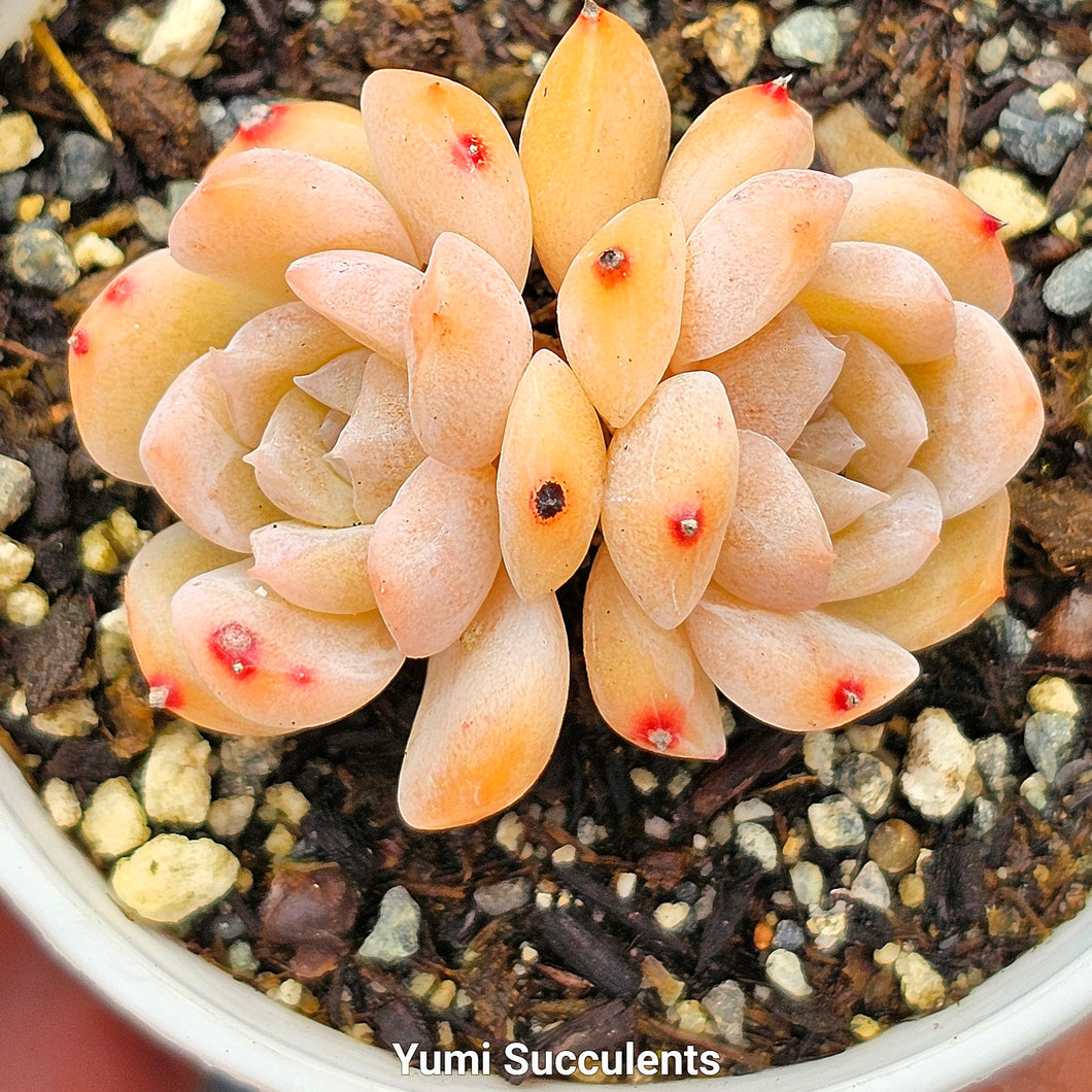 Echeveria Apparition Hybrid