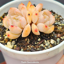 Load image into Gallery viewer, Echeveria Apparition Hybrid
